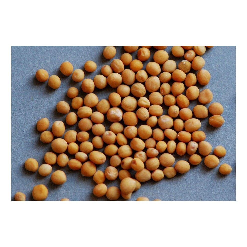 Rai / Sarson (Mustard Seeds)